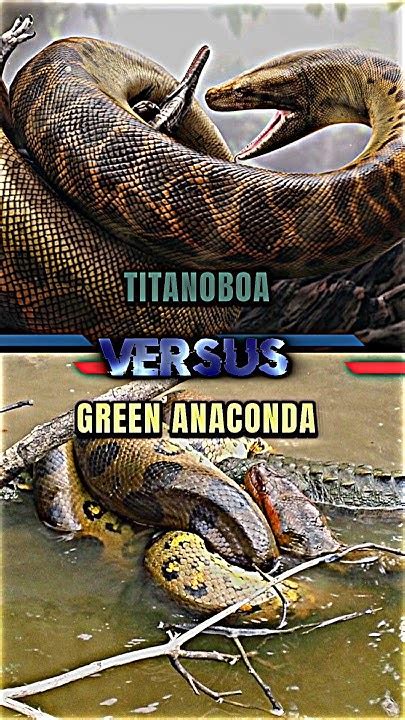 titanoboa  green anaconda snake anaconda titanoboa prehistoric