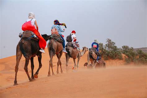 Camel Rides In Erg Chebbi Morocco Luxury Tours