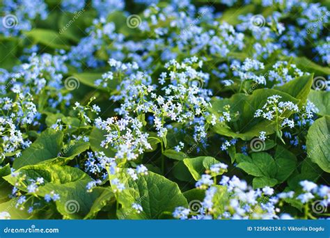 Summer blue flowers stock photo. Image of greens, grow - 125662124