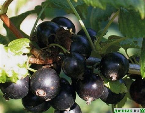 15 лучших сортов чёрной смородины | Дачник.RU | Дзен