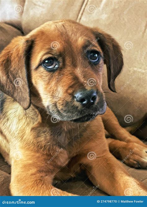 Boxador Puppy Looking Cute Labrador Boxer Mix Stock Photo Image Of