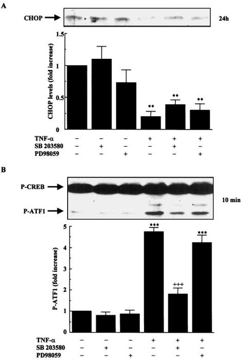 Effect Of Tnf On Chop Expression And Crebatf1 Phosphorylation