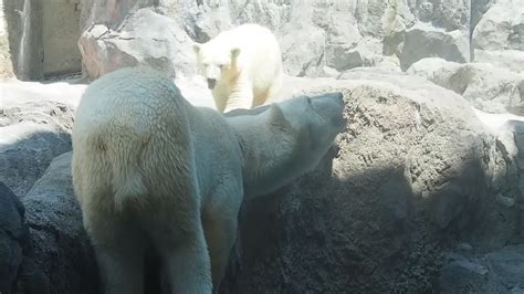 旭山動物園東門 On Twitter 今日のホッキョクグマのピリカとゆめです。ab 午後0時20分撮影 旭山動物園 旭山動物園東門