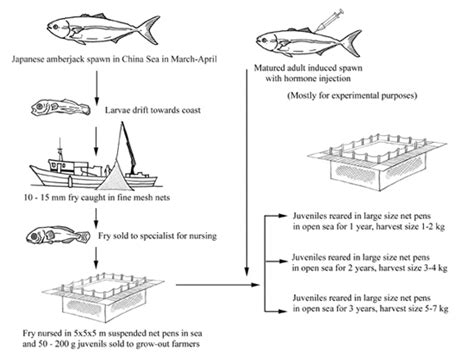 How to Farm Japanese Amberjack | The Fish Site