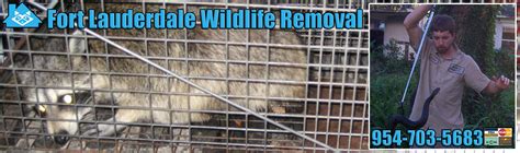 Fort Lauderdale Animal Removal, Wildlife Control, Critter Trapping Florida