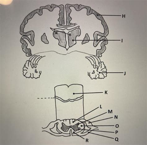 Question: H - 1 J -K L M Z Oo R Using The Figure, Where Will You Find ...