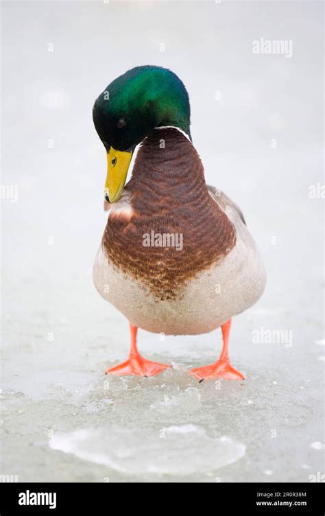 Mallards Anas Platyrhynchos Adult Male Preening Standing On Frozen