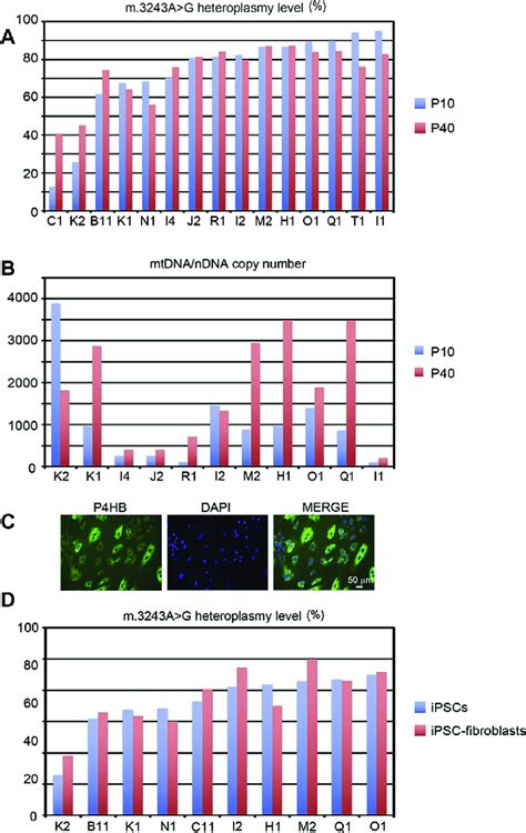 A Heteroplasmy Levels In 15 MELAS IPSC Lines At Passage 10 And 40