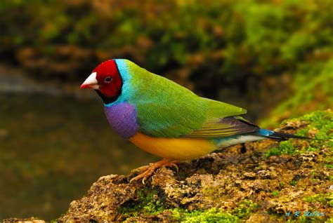 Rainbow Finch By The Watering Hole Vancouver British Co… Flickr