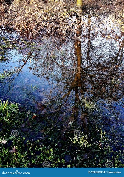 Tree And Branches Reflected In A Puddle Of Water Stock Photo Image Of