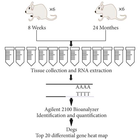 The expression of SOX9 in skin tissues of mice from birth to 24 months ... 