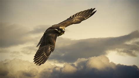 Hawk wallpaper | 1920x1080 | #58594