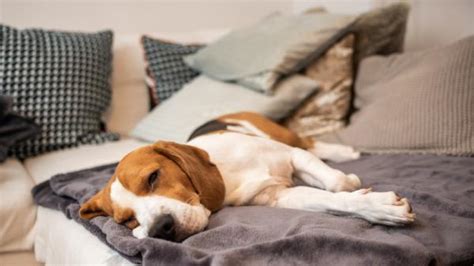 Significado De Las Posiciones De Los Perros Al Dormir ¡conócelas