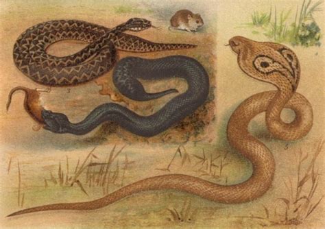 1894 REPTILES VENOMOUS SNAKES Antique Lithograph Natural - Etsy