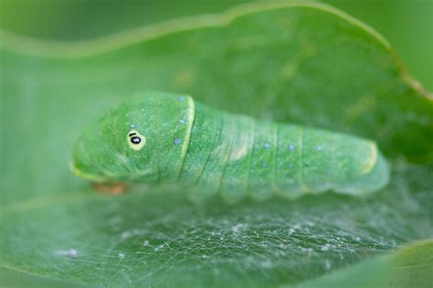 Eastern Tiger Swallowtail Caterpillar — Todd Henson Photography