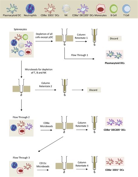 An Efficient And High Yield Method For Isolation Of Mouse Dendritic