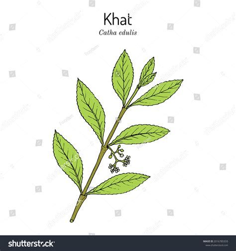 Khat Over 1 263 Royalty Free Licensable Stock Vectors Vector Art