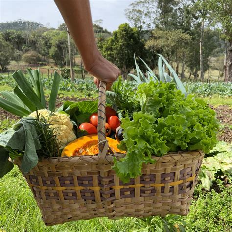 TEMPEROS FUNCHO ERVA DOCE MAÇO Orgânicos da Fonte