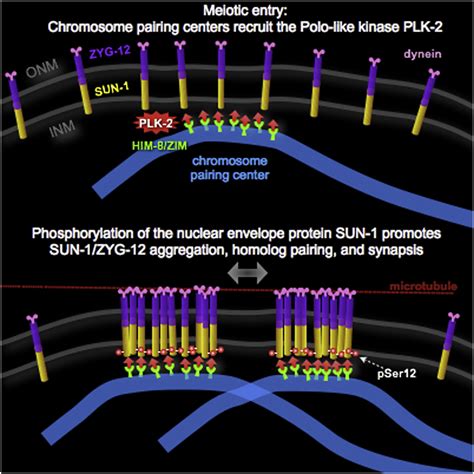 Pairing Centers Recruit A Polo Like Kinase To Orchestrate Meiotic