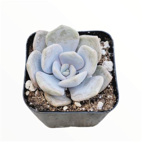 Echeveria Asante Sana Fairy Wash Echeveria