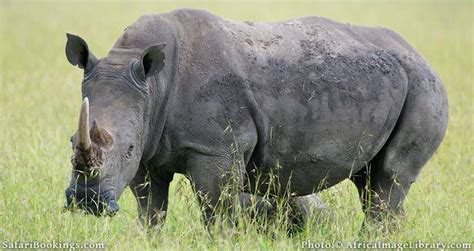 Top Best Places To See Rhinos On Safari In Africa