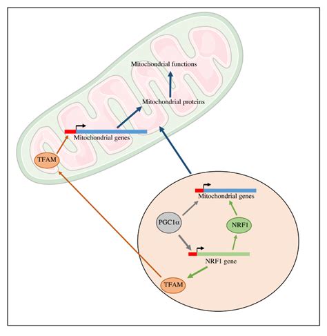 Mitochondrial Biogenesis Pathway