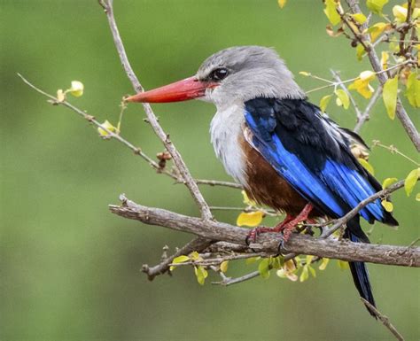 Grey Headed Kingfisher Owen Deutsch Photography