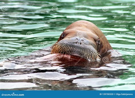 Close Up Face of Walrus Floating in the Water, Toned Stock Photo ...