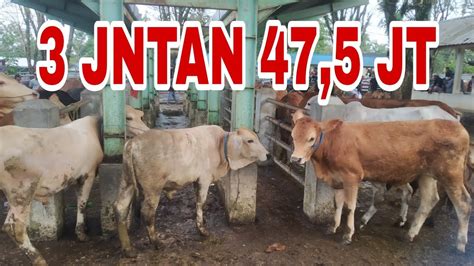 3 SAPI JANTAN HARGA 47 5 JUTA DI PASAR HEWAN PELAIHARI TANAH LAUT