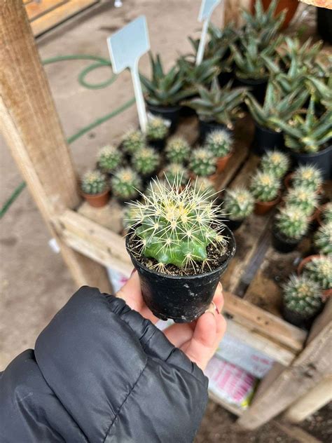 Cactus Mamilaria Vivero De Los Reyes