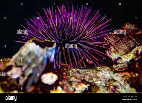 An Atlantic Purple Sea Urchin Arbacia Punctulata Is Pictured In An