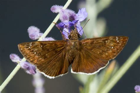 Funereal Duskywing Butterflies Of San Mateo County Inaturalist