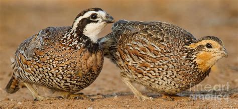 Northern Bobwhite Pair Photograph By Jerry Fornarotto Fine Art America