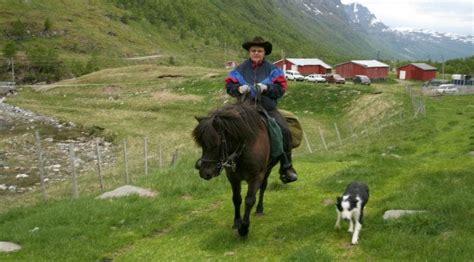 Stoppade man som hade sex med hästen Nyheter Expressen