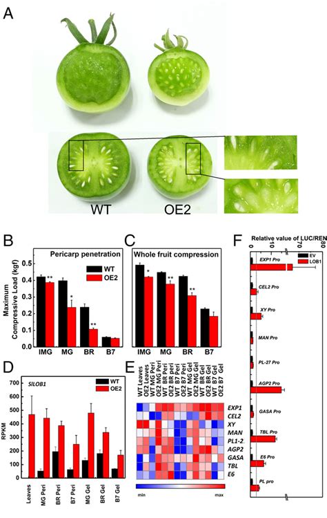 Figure 3 From A Tomato LATERAL ORGAN BOUNDARIES Transcription Factor