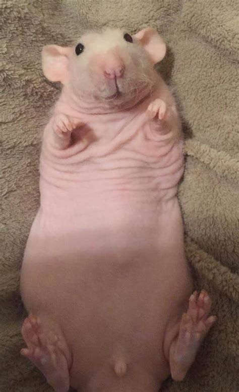 Naked Mole Rat Fun Facts And Information