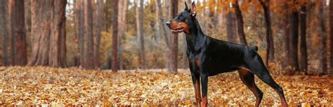 Doberman Pinscher Breed Information Characteristics And Facts