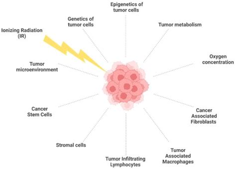 Ijms Free Full Text Biological Mechanisms To Reduce Radioresistance