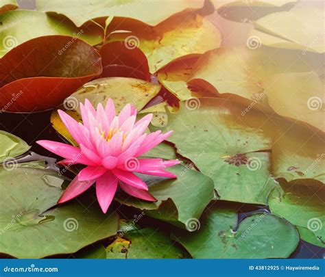 Pink Lily Pad In Water With Copyspace Stock Image Image Of Botanical