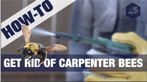 Get Rid Of Carpenter Bees Easy Steps Youtube