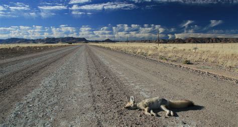 Roadkill : Learning from the dead