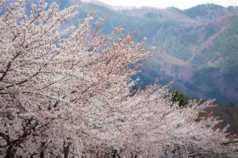 Premium Photo | Cherry blossoms or sakura at kawaguchiko lake