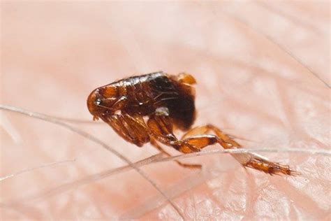 Blog How To Keep Fleas And Ticks Away From Your Houston Tx Yard