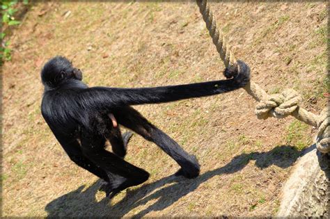 Spider Monkeys 15 Free Stock Photo - Public Domain Pictures