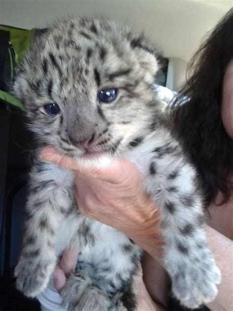 Épinglé par LA Vogel sur wild cats Animaux les plus mignons Photo d