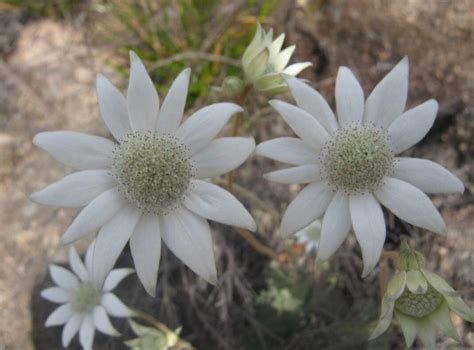 Actinotus Helianthi Labill Flannel Flower World Flora Pl NtNet