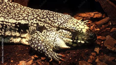 Argentine Black And White Tegu Salvator Merianae Also Called