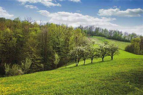 UPRAVA ZA ŠUME: Pošumljavanje kao jedna od glavnih mera u borbi protiv ... 