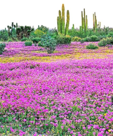 Mexico Sorprendente On Instagram La Primavera Cada Vez Esta Mas