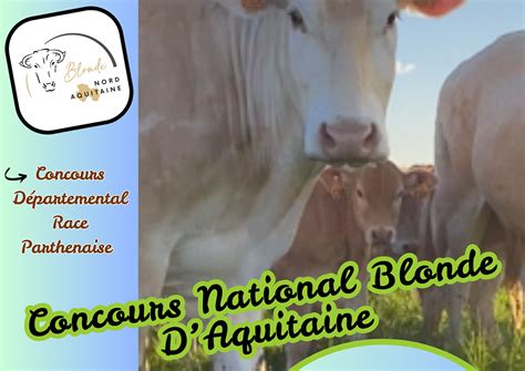 Concours National De La Blonde Daquitaine Festiv Agri